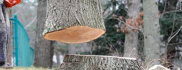 Best Arborist Consultation Services  in Millersport, OH