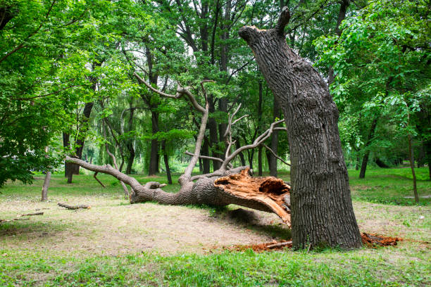 Best Lawn Disease Treatment  in Millersport, OH